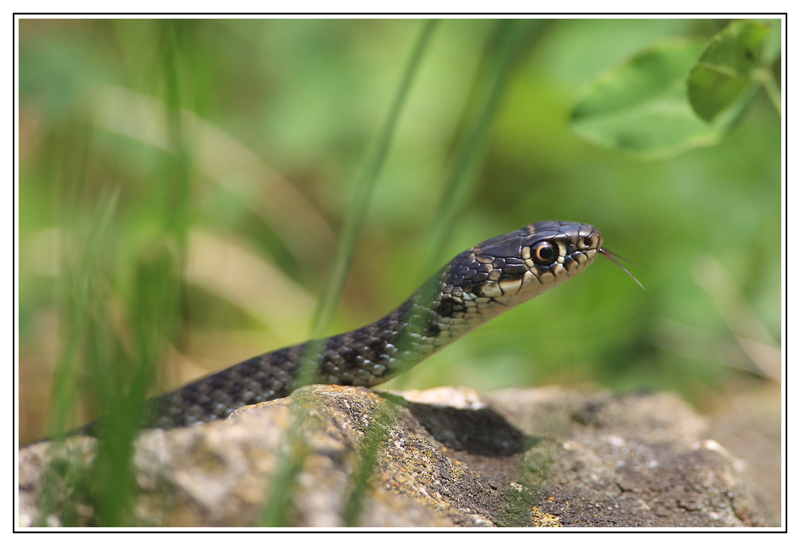 Hierophis viridiflavus